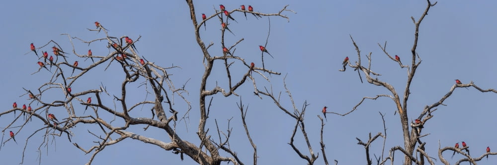 Low angle view of Southern Carmine Bee-Eaters (Merops nubicoides) perching on a tree Kings Pool Camp Linyanti Okavango Delta Botswana Canvas Art - Panoramic Images (27 x 9)