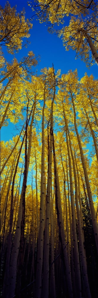 Low angle view of Aspen trees Colorado USA Canvas Art - Panoramic Images (12 x 36)