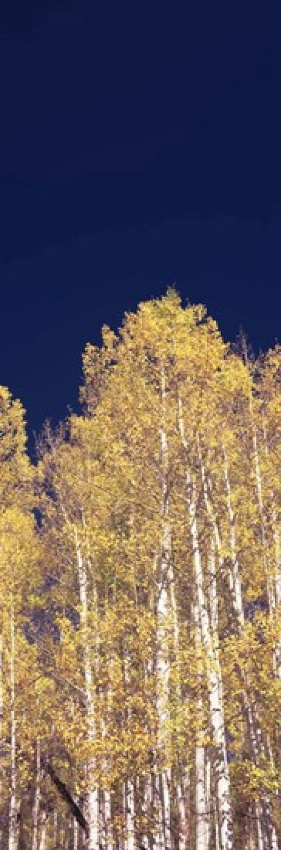 Low angle view of Aspen trees Colorado USA Canvas Art - Panoramic Images (18 x 6)