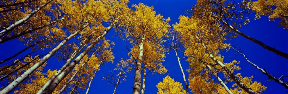 Low angle view of Aspen trees Colorado USA Canvas Art - Panoramic Images (6 x 18)