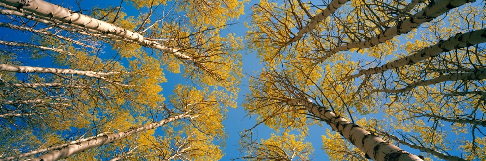 Low angle view of Aspen trees Eastern Sierra California USA Canvas Art - Panoramic Images (27 x 9)