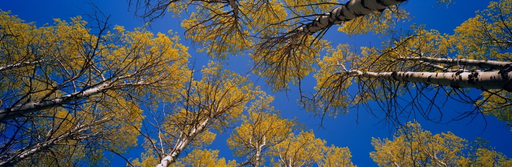 Low angle view of Aspen trees Eastern Sierra California USA Canvas Art - Panoramic Images (27 x 9)