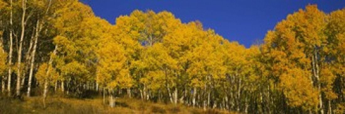 Low angle view of Aspen trees in a forest Telluride San Miguel County Colorado USA Canvas Art - Panoramic Images (18 x 6)