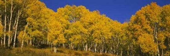 Low angle view of Aspen trees in a forest Telluride San Miguel County Colorado USA Canvas Art - Panoramic Images (36 x 12)