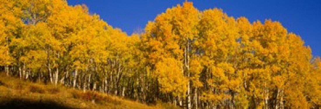 Low angle view of Aspen trees in a forest Telluride San Miguel County Colorado USA Canvas Art - Panoramic Images (36 x 13)