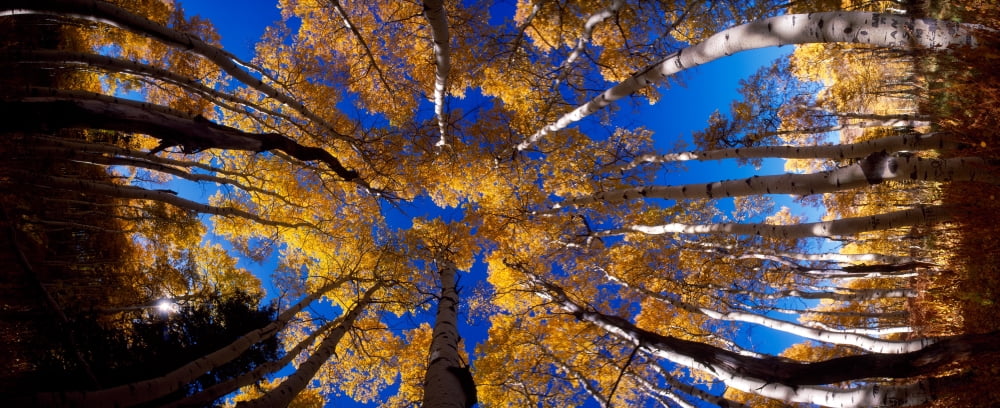 Low angle view of Aspen trees in the forest Alpine Loop Colorado USA Canvas Art - Panoramic Images (6 x 15)