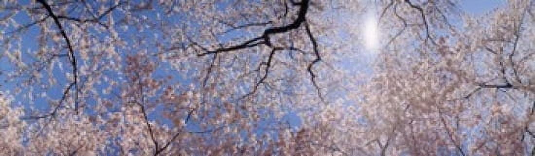 Low angle view of Cherry Blossom trees Washington DC USA Canvas Art - Panoramic Images (15 x 5)