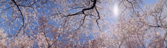 Low angle view of Cherry Blossom trees Washington DC USA Canvas Art - Panoramic Images (38 x 12)