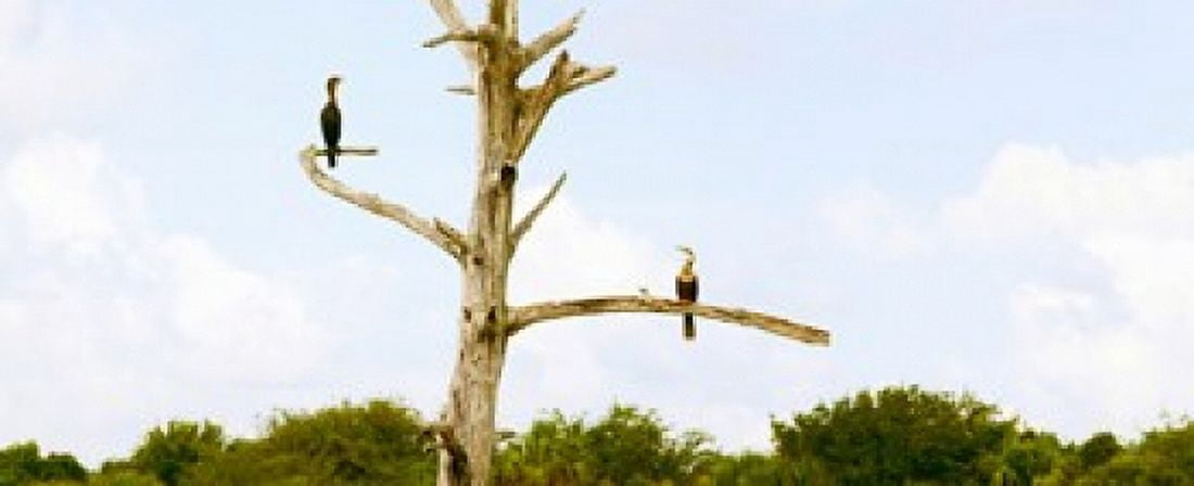 Low angle view of Cormorants (Phalacrocorax carbo) on a tree Boynton Beach Florida USA Canvas Art - Panoramic Images (30 x 13)