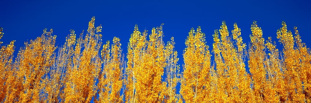 Low angle view of Poplar trees Cromwell Otago Region South Island New Zealand Canvas Art - Panoramic Images (27 x 9)