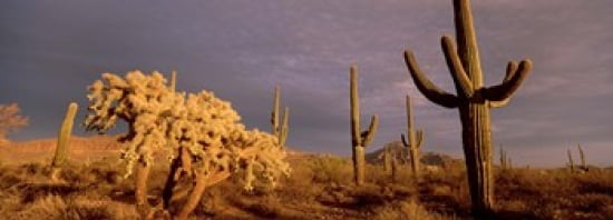 Low angle view of Saguaro cacti on a landscape Organ Pipe Cactus National Monument Arizona USA Canvas Art - Panoramic Images (36 x 13)