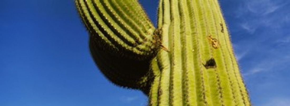 Low angle view of Saguaro cactus (Carnegiea gigantea) Saguaro National Park Arizona USA Canvas Art - Panoramic Images (36 x 13)