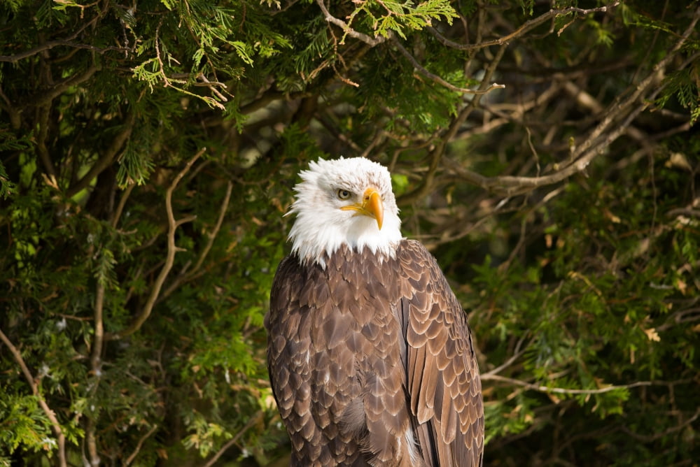Low angle view of a Bald eagle (Haliaeetus leucocephalus) Canvas Art - Panoramic Images (36 x 12)