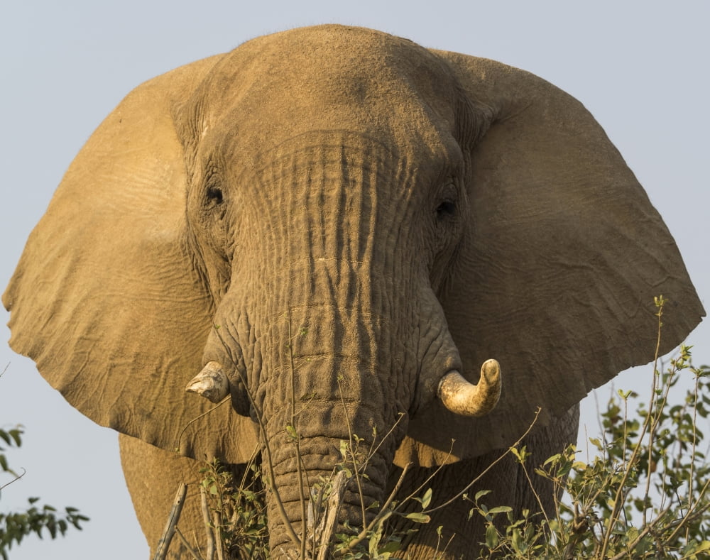 Low angle view of a Elephant Palmwag Concession Kunene Namibia Canvas Art - Panoramic Images (36 x 29)