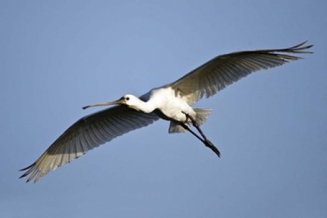 Low angle view of a Eurasian spoonbill (Platalea leucorodia) flying Keoladeo National Park Rajasthan India Canvas Art - Panoramic Images (16 x 11)