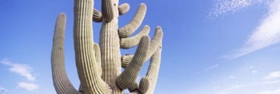 Low angle view of a Saguaro cactus(Carnegiea gigantea) Saguaro National Park Tucson Pima County Arizona USA Canvas Art - Panoramic Images (18 x 6)
