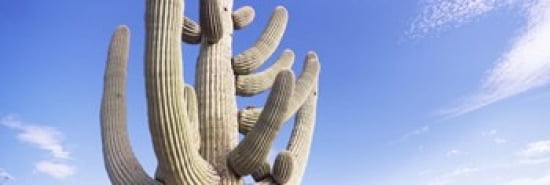 Low angle view of a Saguaro cactus(Carnegiea gigantea) Saguaro National Park Tucson Pima County Arizona USA Canvas Art - Panoramic Images (36 x 12)