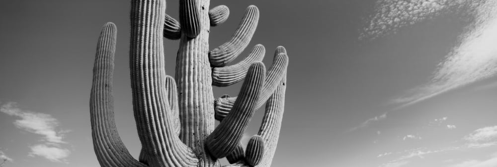 Low angle view of a Saguaro cactus(Carnegiea gigantea) Saguaro National Park Tucson Pima County Arizona USA Canvas Art - Panoramic Images (6 x 18)