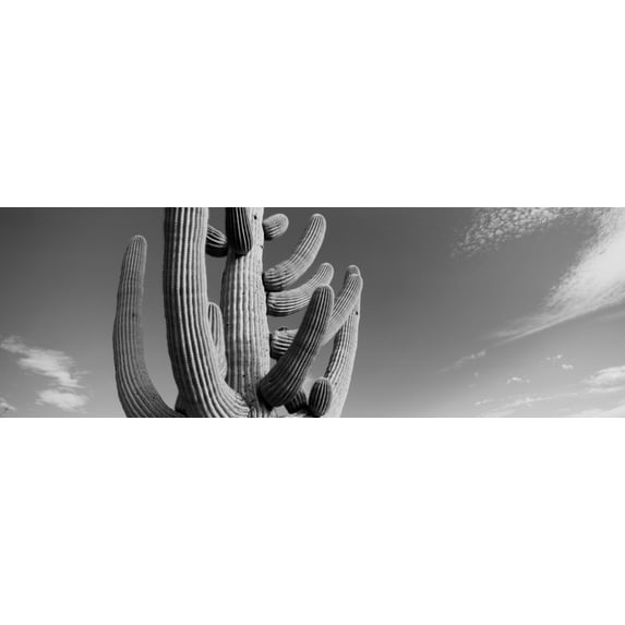 Low angle view of a Saguaro cactus(Carnegiea gigantea), Saguaro National Park, Tucson, Pima County, Arizona, USA Poster Print (12 x 36)