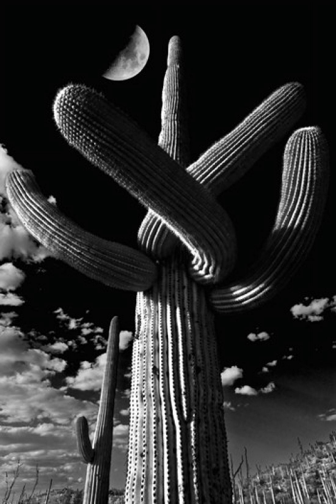 Low angle view of a Saguaro cactus (Carnegiea gigantea) Tucson Pima County Arizona USA Canvas Art - Panoramic Images (24 x 36)