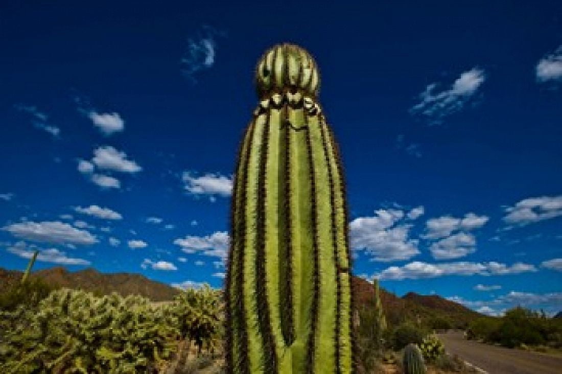 Low angle view of a Saguaro cactus (Carnegiea gigantea) Tucson Pima County Arizona USA Canvas Art - Panoramic Images (36 x 24)