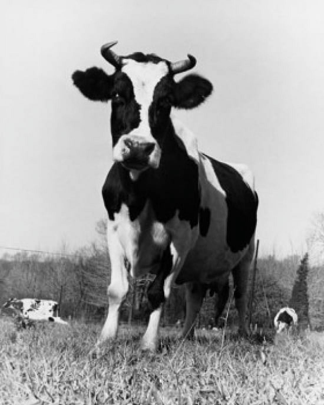 Low angle view of a bull standing in a field Canvas Art - (24 x 36)