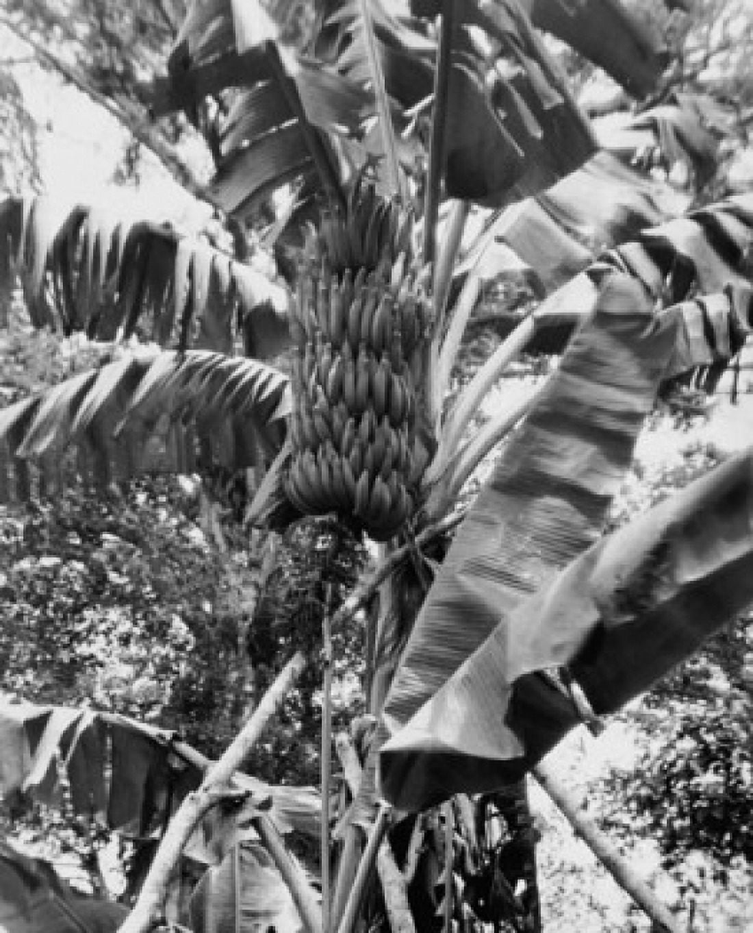 Low angle view of a bunch of bananas on a banana tree Brazil Canvas Art -  (18 x 24)