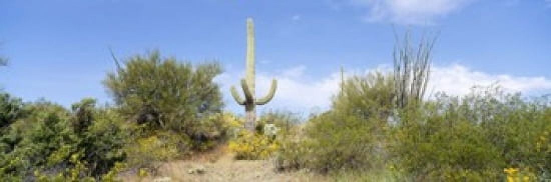 Low angle view of a cactus among bushes Tucson Arizona USA Canvas Art - Panoramic Images (18 x 6)