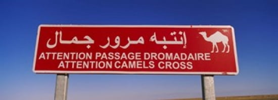 Low angle view of a camel crossing signboard Douz Tunisia Canvas Art - Panoramic Images (36 x 13)