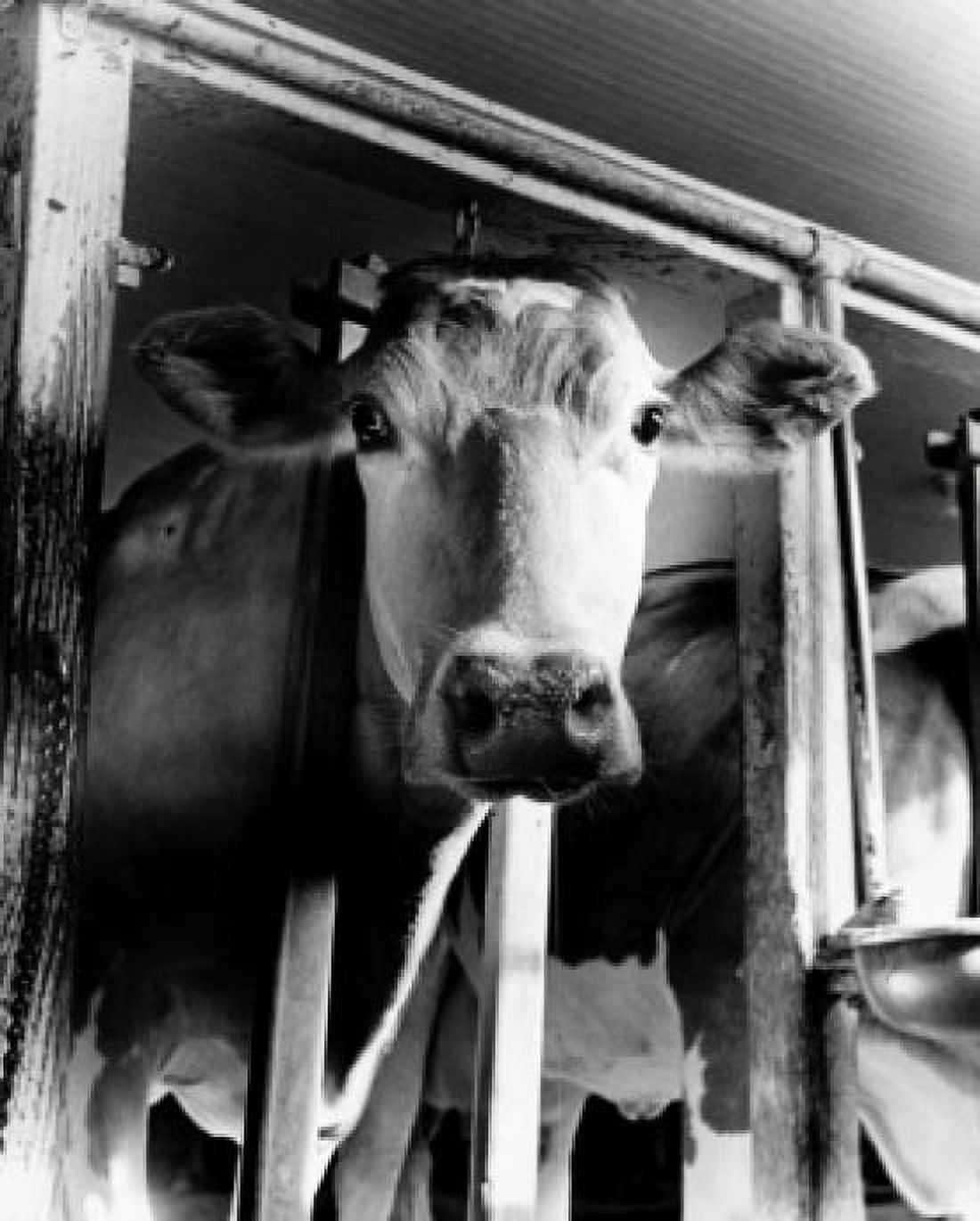 Low angle view of a dairy cow Canvas Art - (24 x 36)