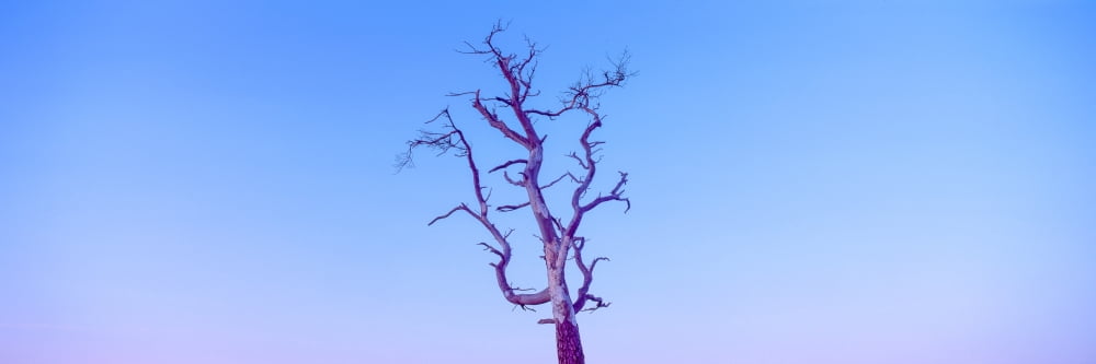 Low angle view of a dead tree Greenlaw Moor Scottish Borders Scotland Canvas Art - Panoramic Images (36 x 12)
