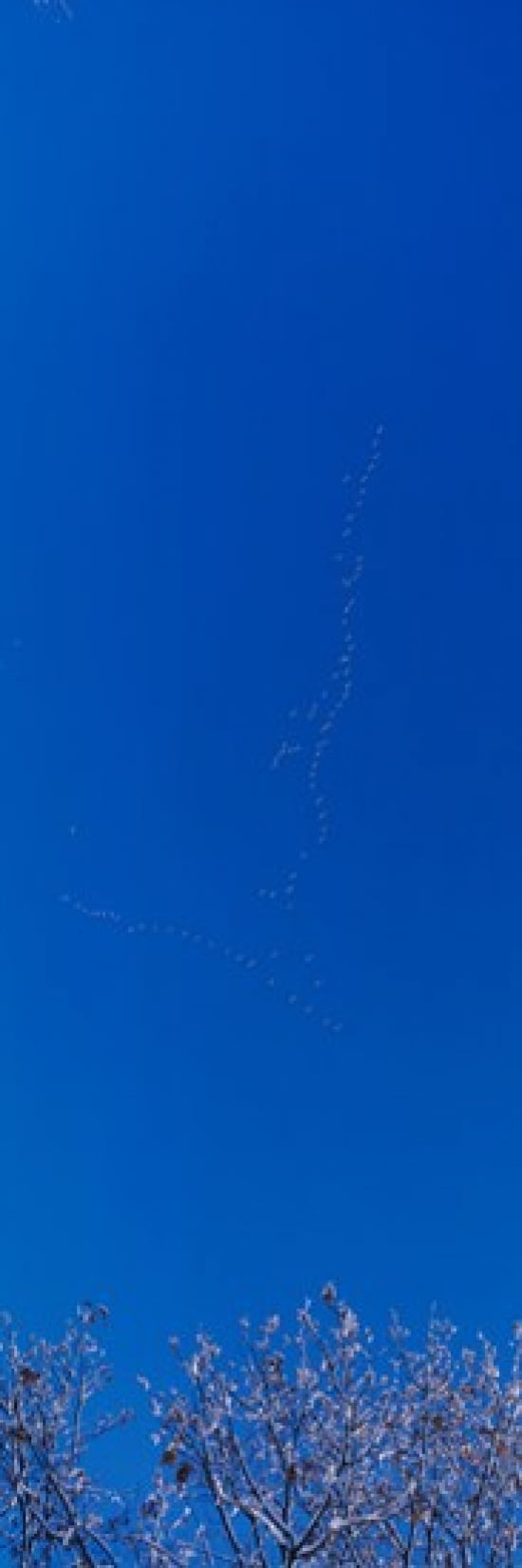 Low angle view of a flock of birds flying in the sky Canvas Art - Panoramic Images (18 x 6)