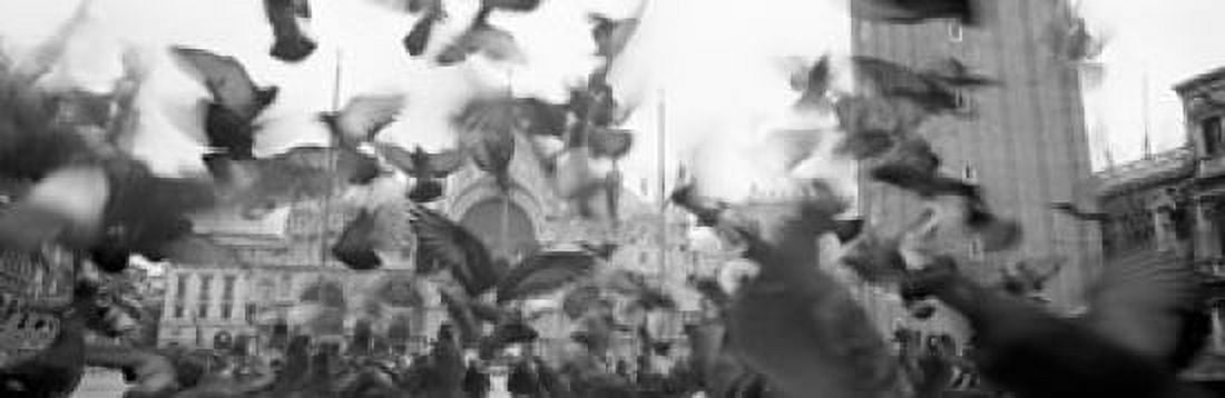 Low angle view of a flock of pigeons St Marks Square Venice Italy Canvas Art - Panoramic Images (18 x 6)