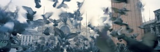 Low angle view of a flock of pigeons St Marks Square Venice Italy Canvas Art - Panoramic Images (36 x 12)