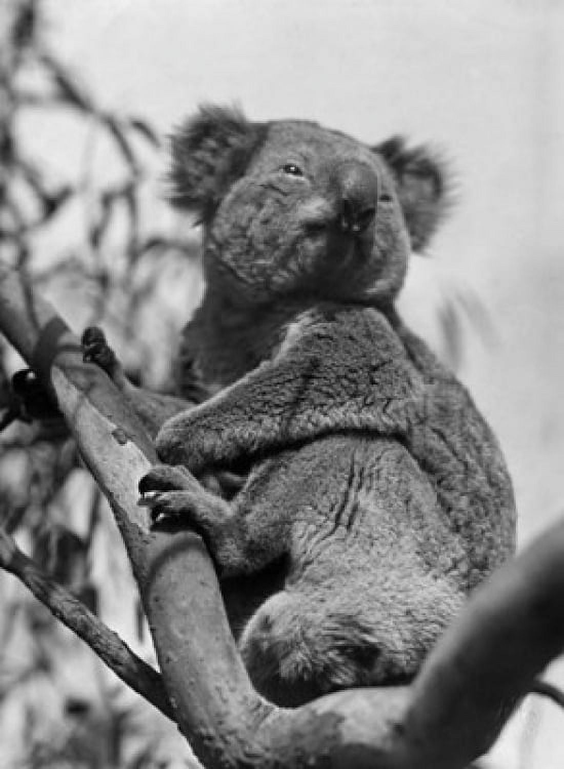 Low angle view of a koala sitting on a branch Canvas Art - (18 x 24)