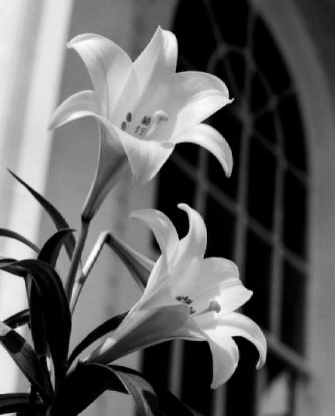 Low angle view of a pair of lilies Canvas Art - (24 x 36)