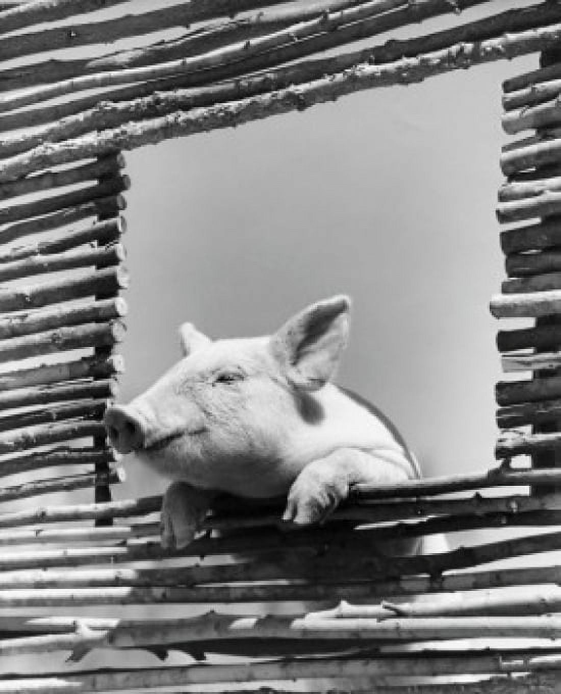 Low angle view of a pig looking through a window Canvas Art - (18 x 24)