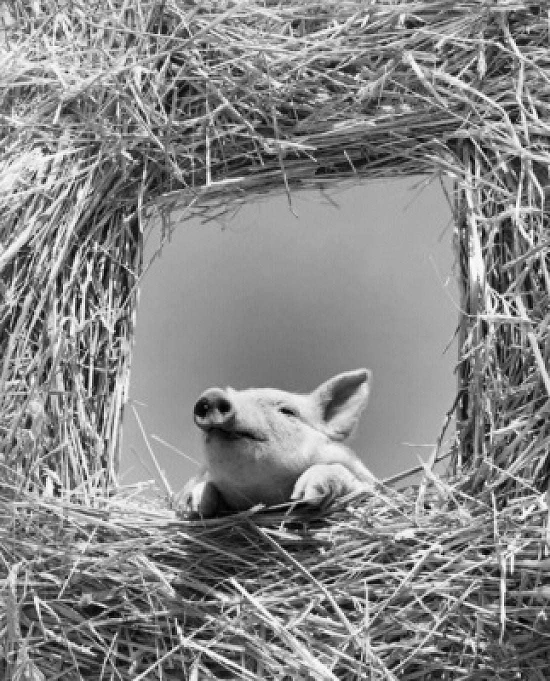 Low angle view of a pig looking through a window Canvas Art - (18 x 24)