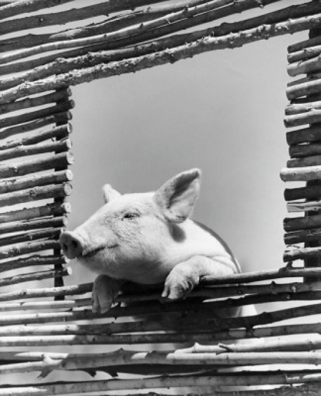 Low angle view of a pig looking through a window Canvas Art - (24 x 36)