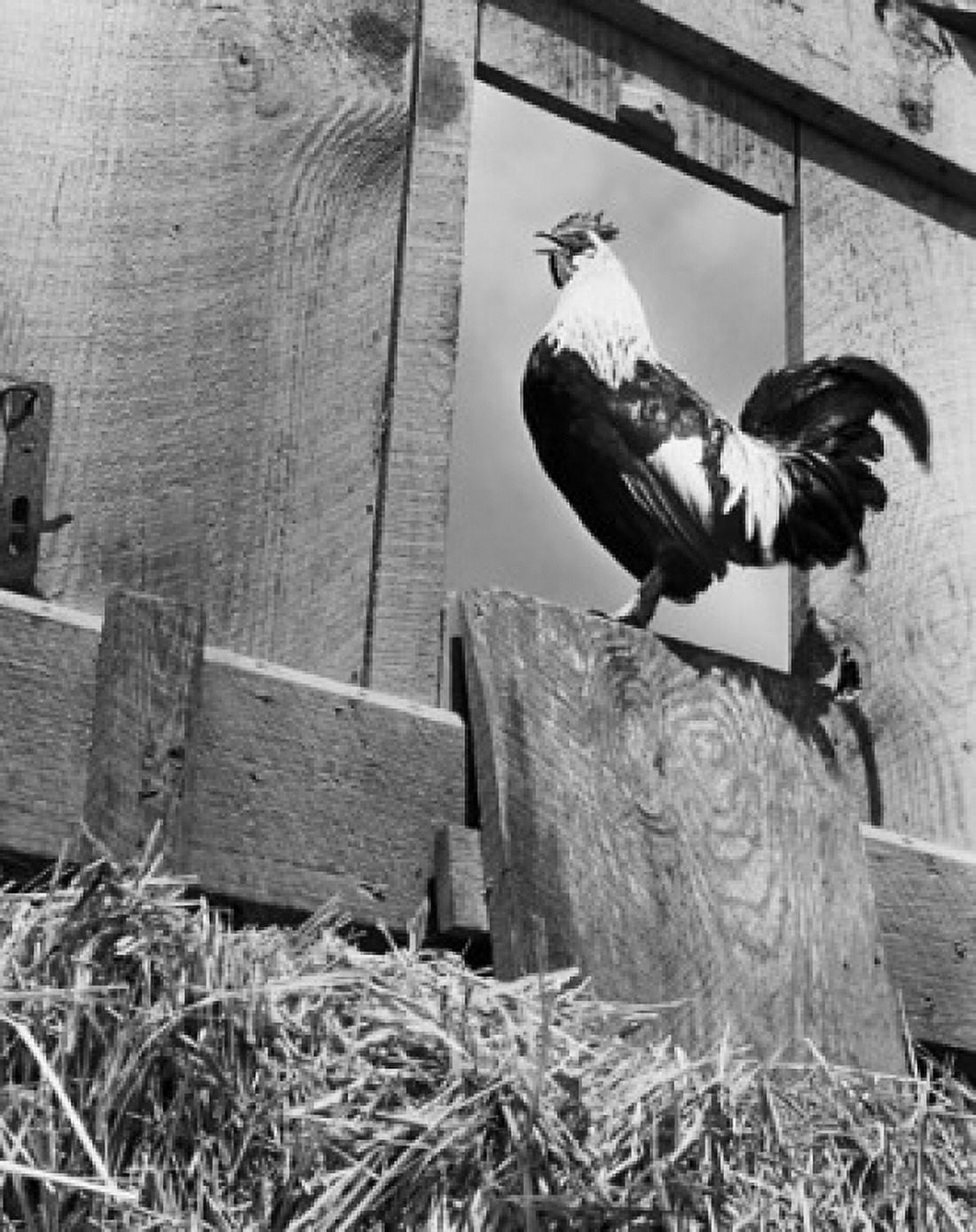 Low angle view of a rooster Canvas Art - (24 x 36)