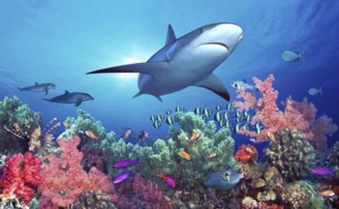 Low angle view of a shark swimming underwater Indo-Pacific Ocean Canvas Art - Panoramic Images (16 x 10)