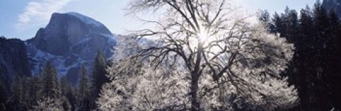 Low angle view of a snow covered oak tree Yosemite National Park California USA Canvas Art - Panoramic Images (18 x 6)