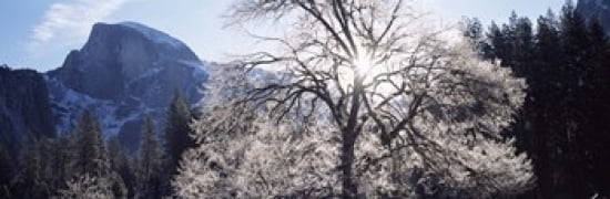 Low angle view of a snow covered oak tree Yosemite National Park California USA Canvas Art - Panoramic Images (36 x 12)