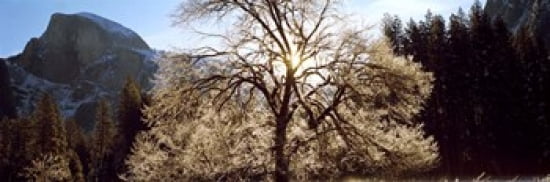 Low angle view of a snow covered oak tree Yosemite National Park California USA Canvas Art - Panoramic Images (36 x 12)