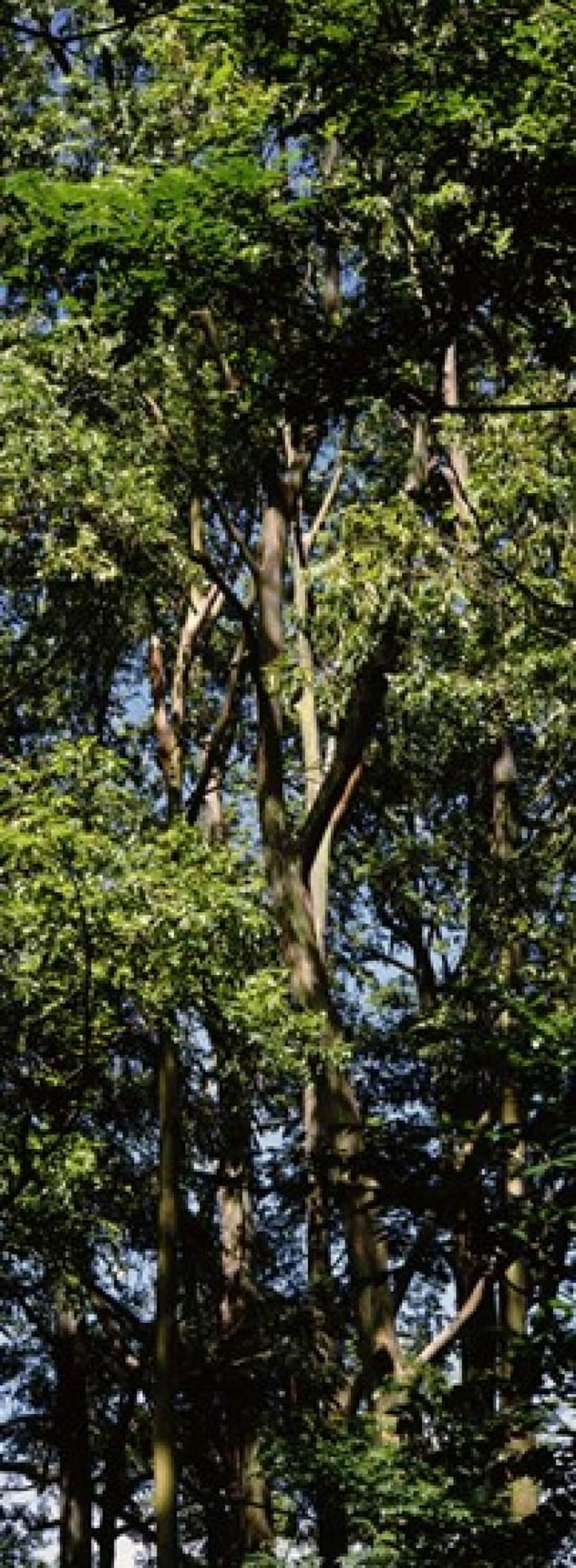 Low angle view of a tree Hawaii USA Canvas Art - Panoramic Images (18 x 7)