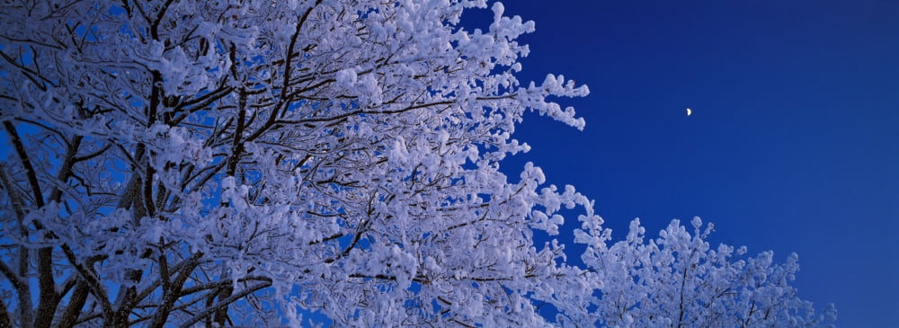 Low angle view of a tree Imatra South Karelia Finland Canvas Art - Panoramic Images (36 x 12)