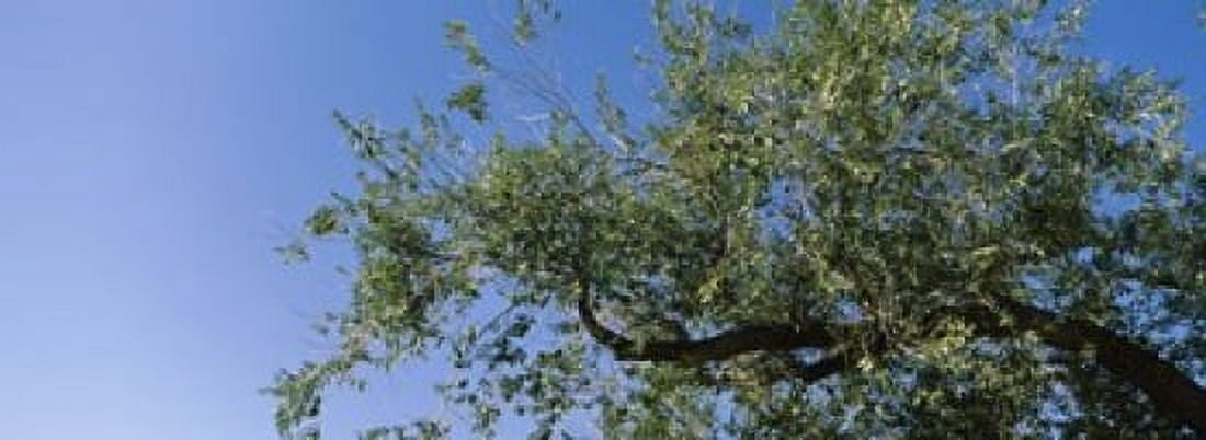 Low angle view of a tree branch against blue sky San Rafael Valley Arizona USA Canvas Art - Panoramic Images (18 x 7)