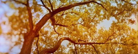Low angle view of a tree in autumn Canvas Art - Panoramic Images (30 x 12)