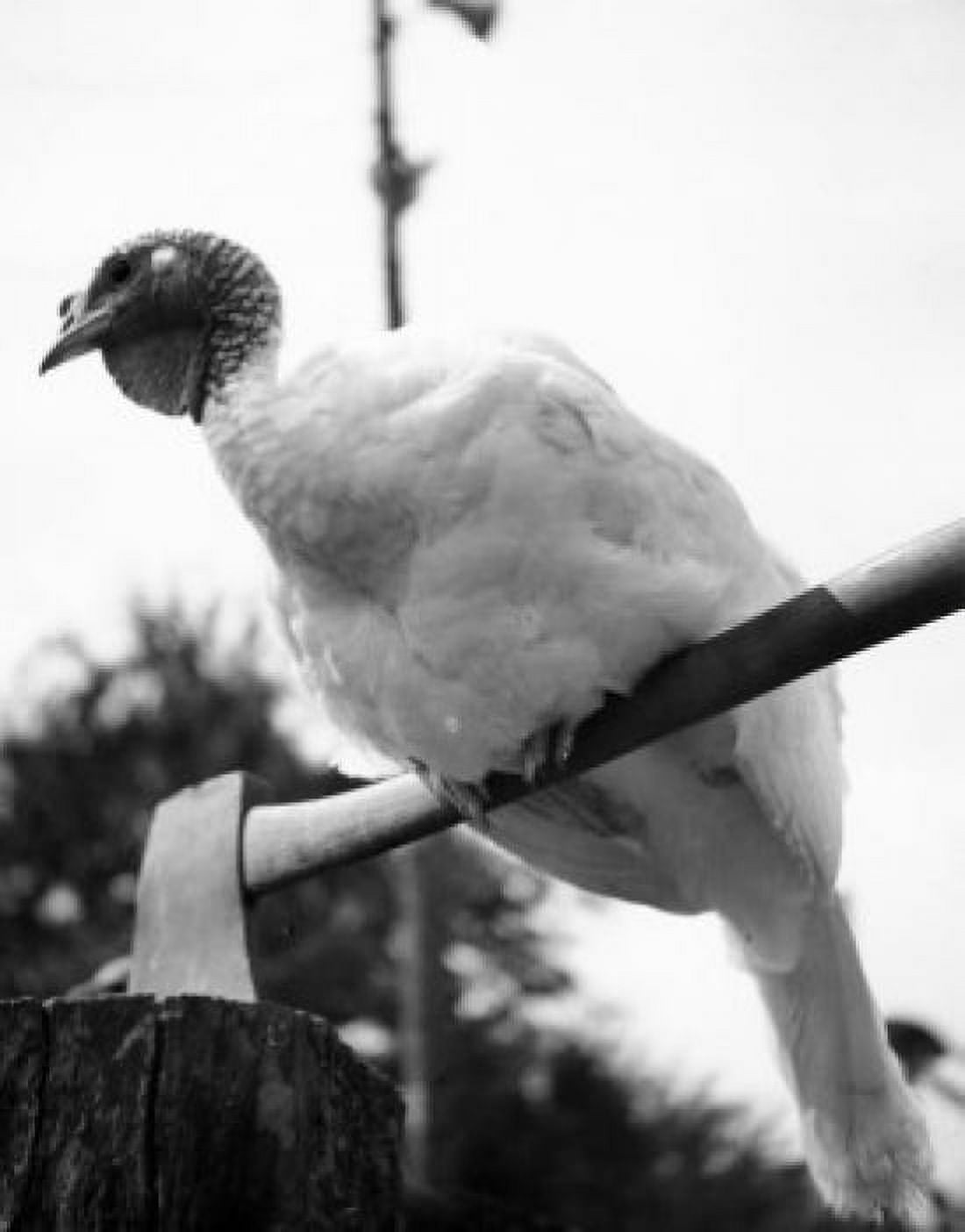 Low angle view of a turkey perching on an axe Canvas Art - (24 x 36)