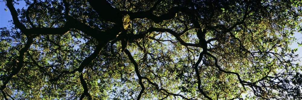 Low angle view of an Oak tree Ben Lomond Santa Cruz County California USA Canvas Art - Panoramic Images (27 x 9)